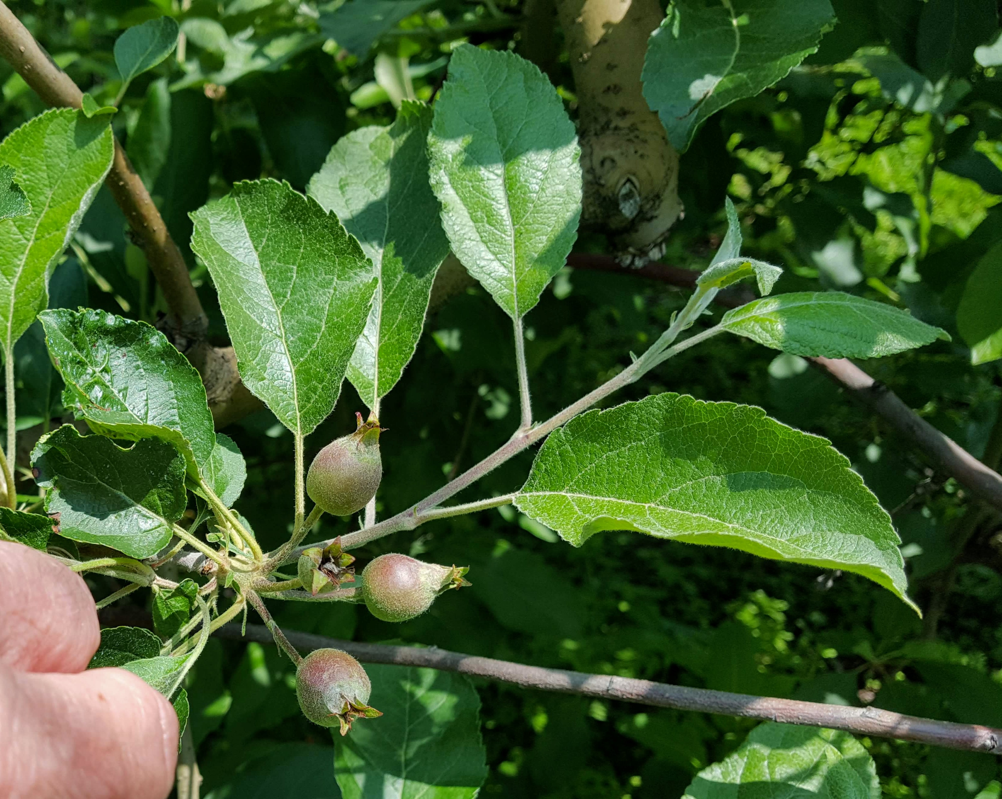 Apple fruit cluster